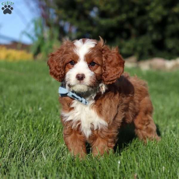 Bruno, Cavapoo Puppy